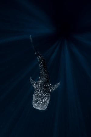 The Deep Blue