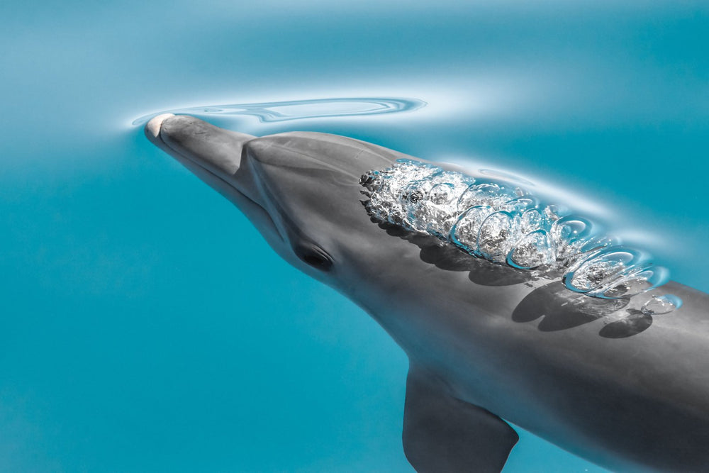 The Dolphin Bubble on fine art paper, framed in dark oak