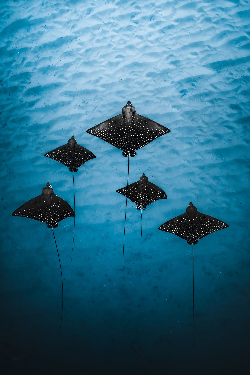 The Eagle Rays on fine art paper, framed in dark oak