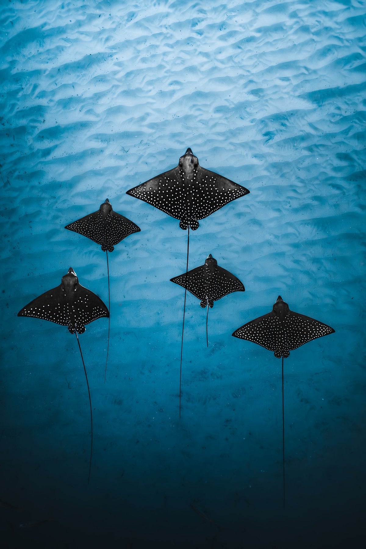 The Eagle Rays, up close