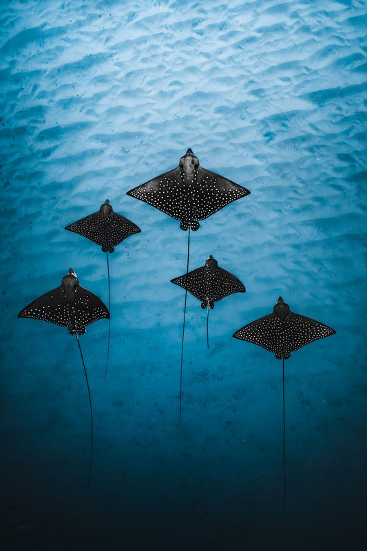 The Eagle Rays