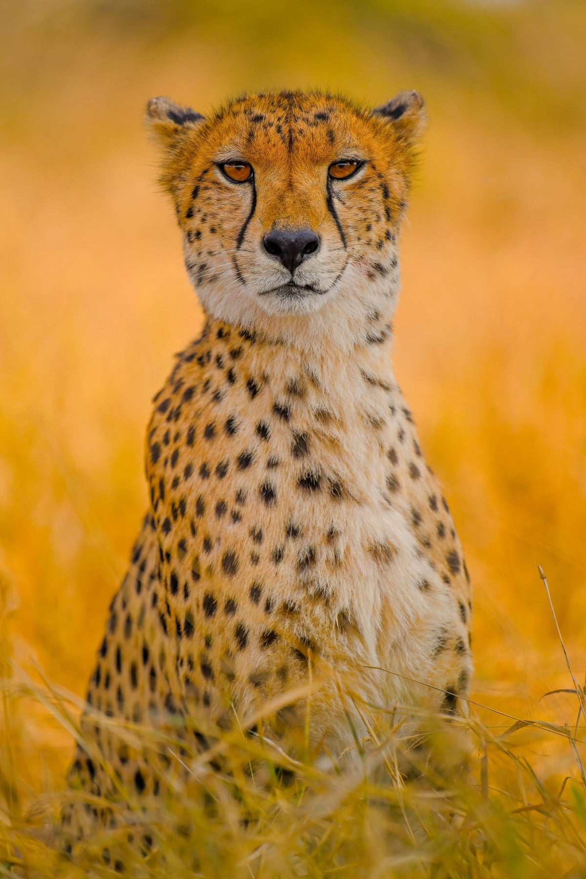 The Elegant, up close