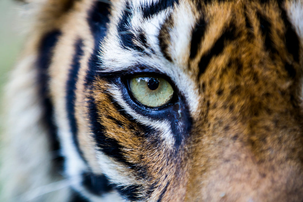 The Eye Of The Tiger on fine art paper, framed in dark oak