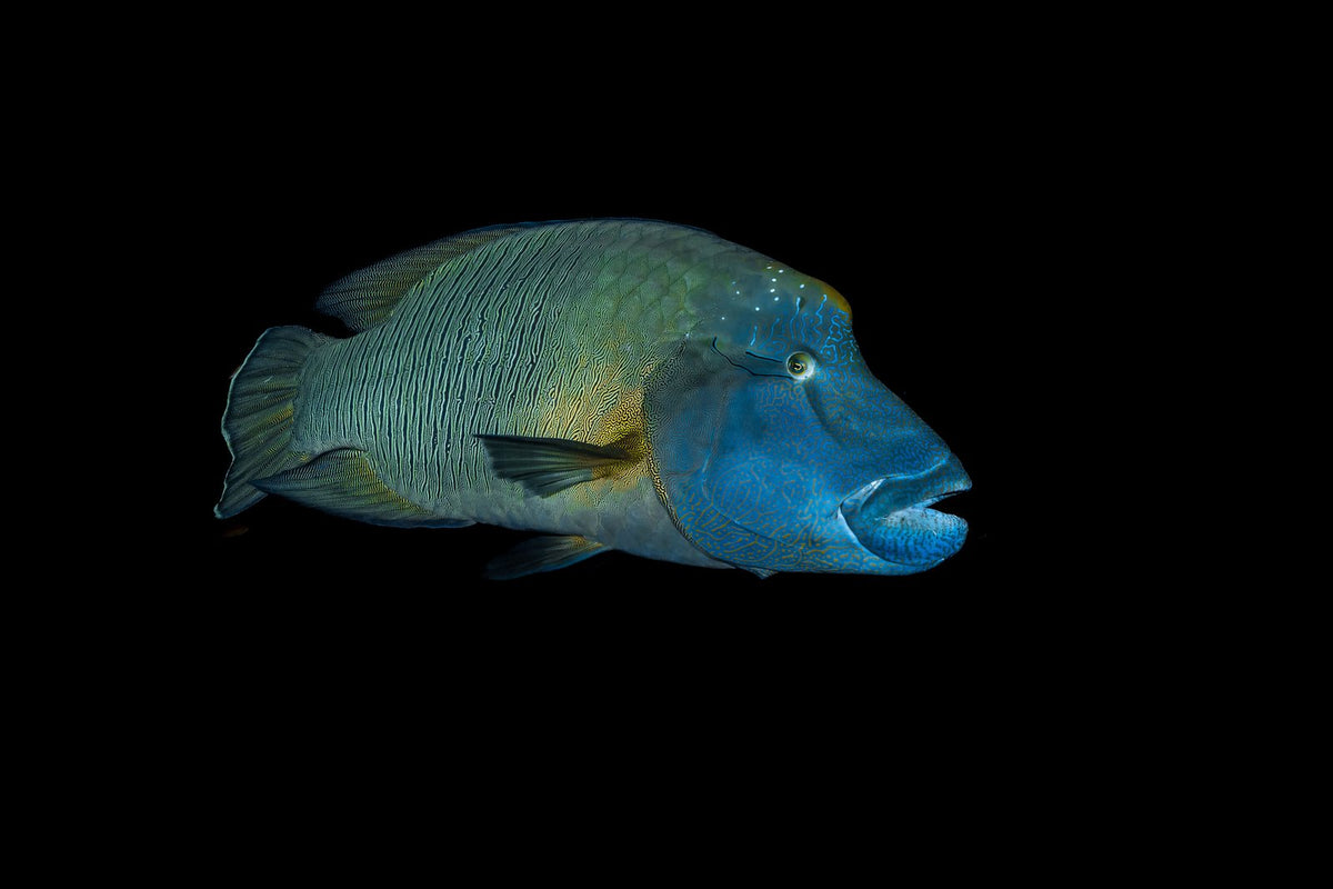 The Fish, up close