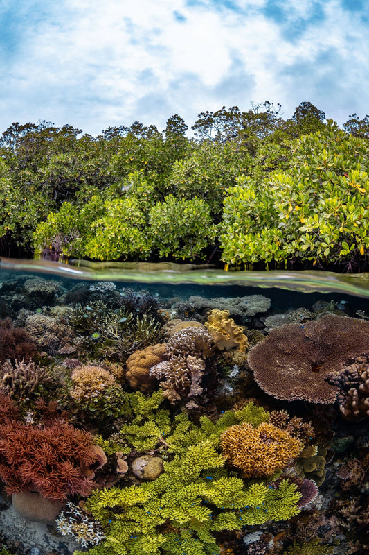 The Forest Meets Reef