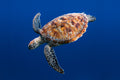 Underwater