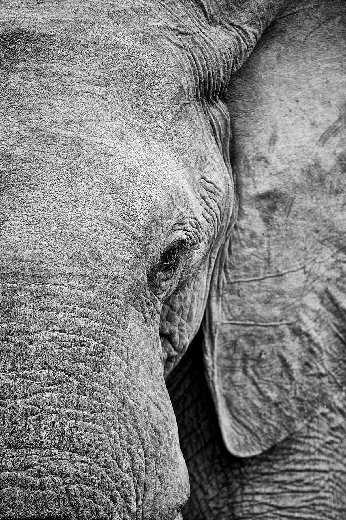The Gentle, up close