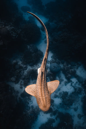 The Graceful