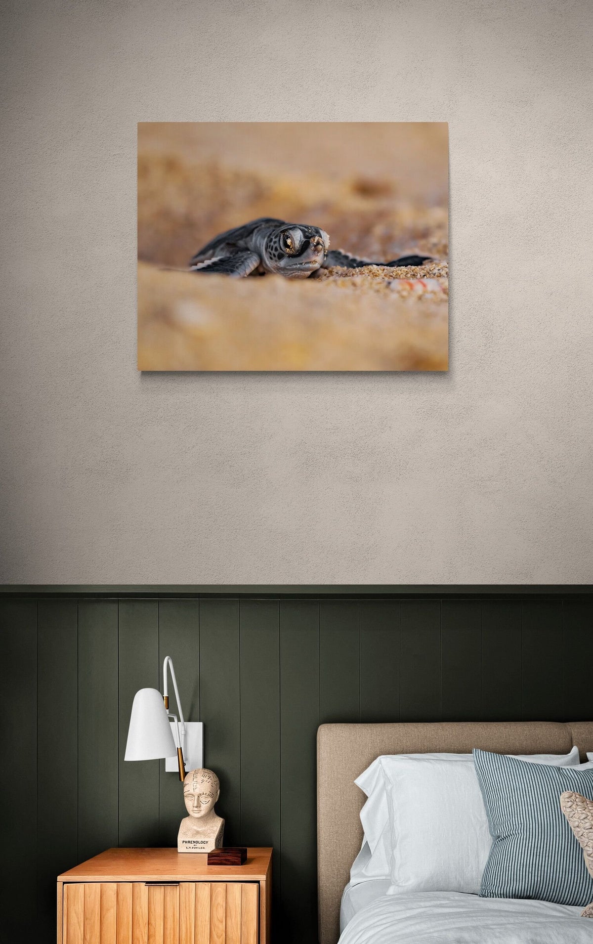 Sea turtle art print — The Hatchling by Ollie Clarke — view 2 in a room