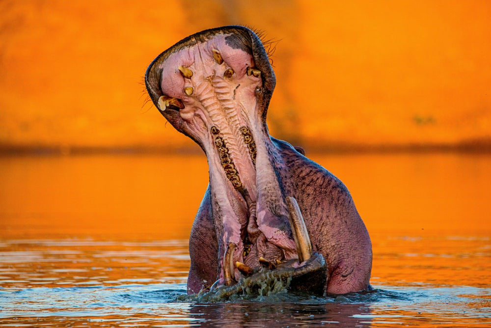 The Hippo on fine art paper, framed in dark oak
