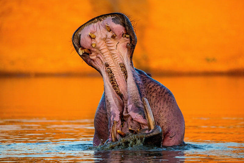 The Hippo
