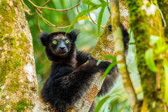 The Indri