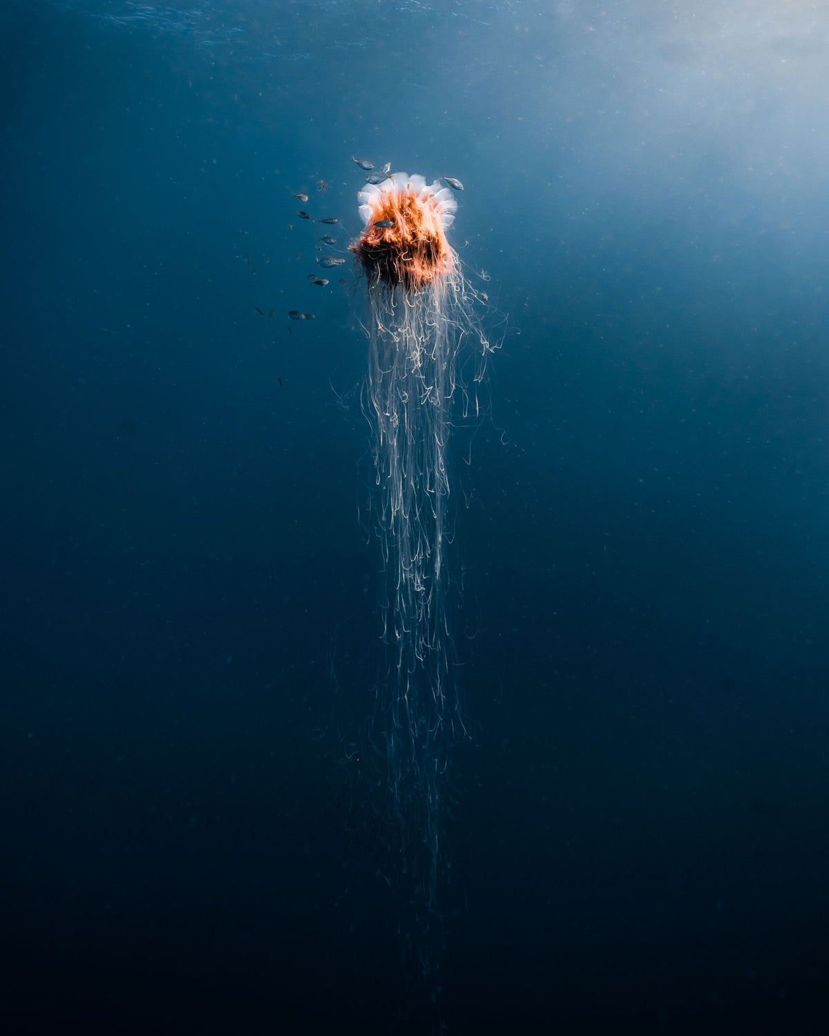 The Jelly, up close