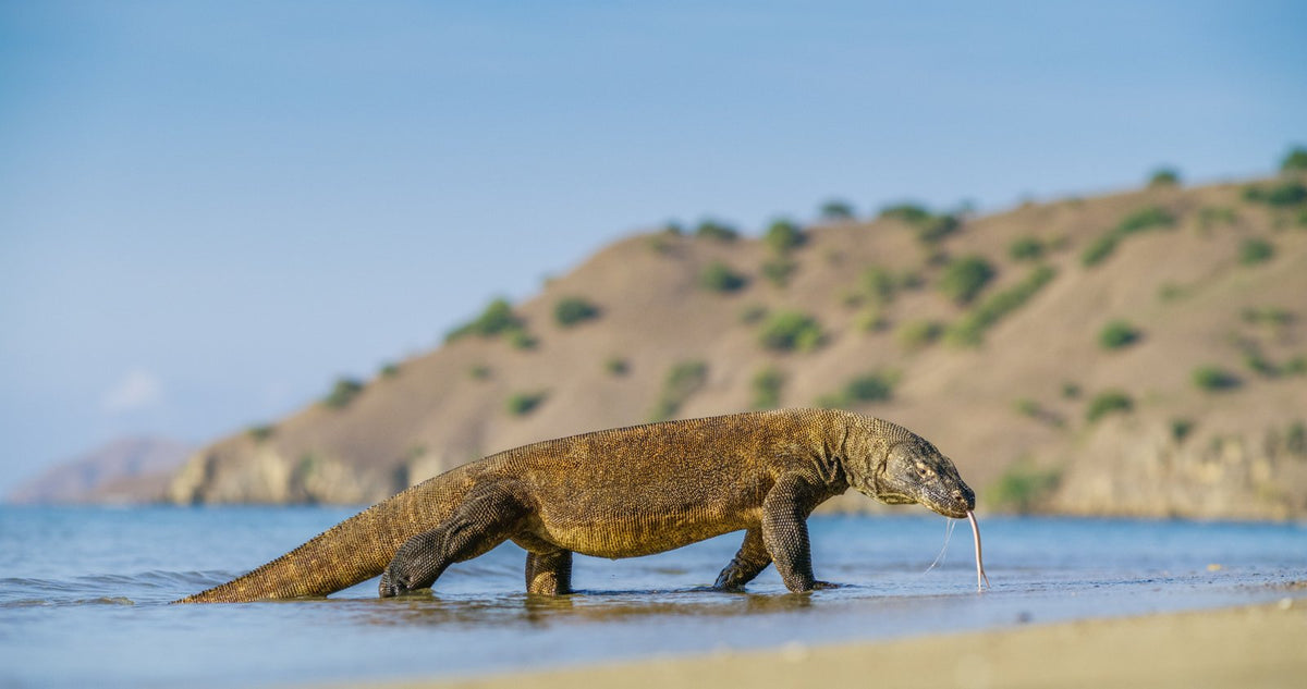 The Komodo, up close