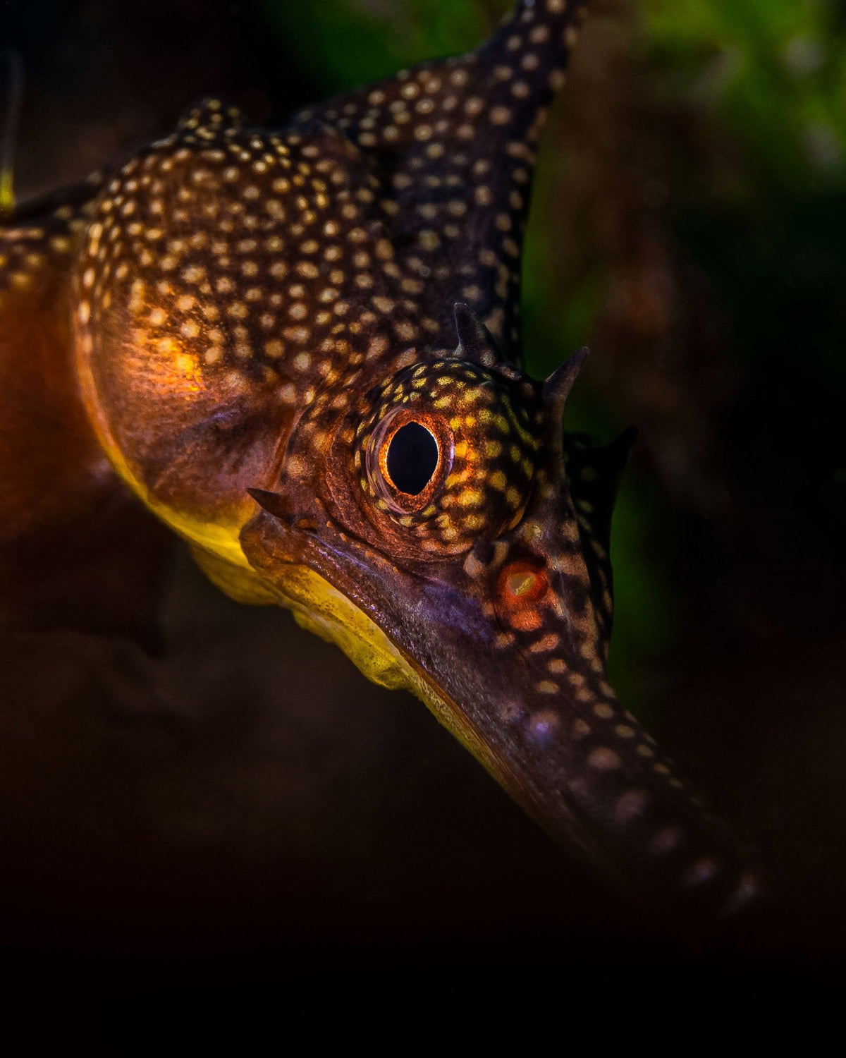 The Majestic, up close