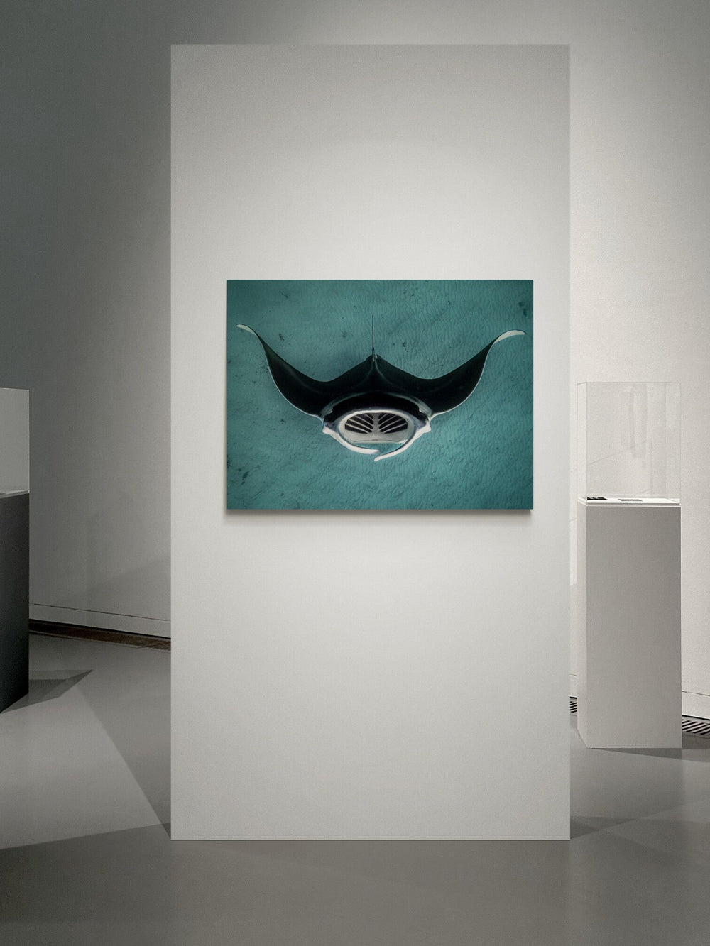 The Manta in a room