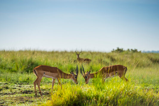 Shannon Wild - The Mirrored Impala - GeoChange