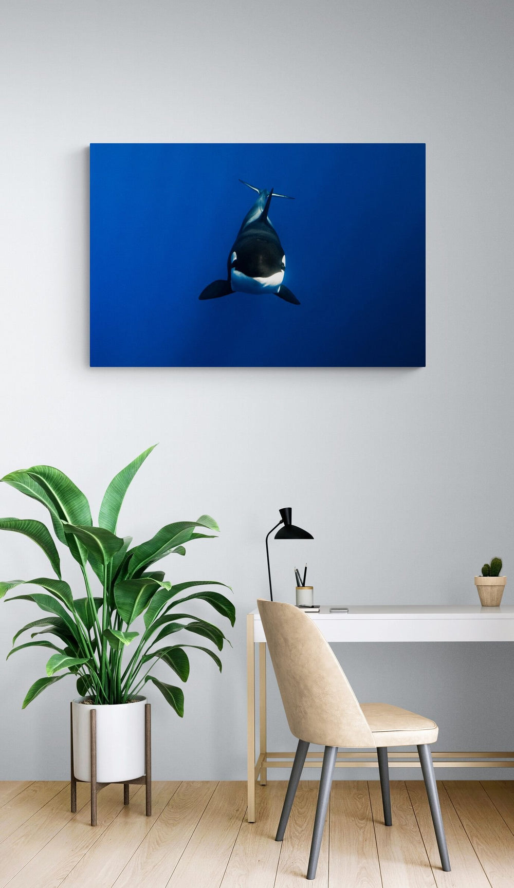 The Orca in a room