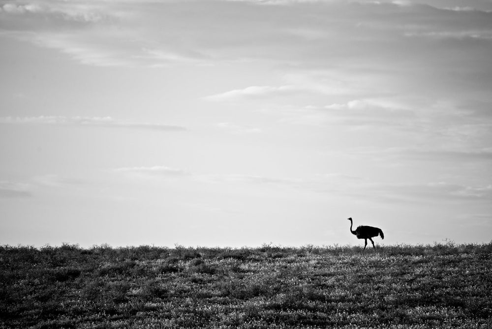 The Ostrich on fine art paper, framed in dark oak