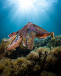 Underwater