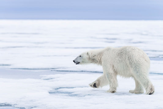 The Polar Bear