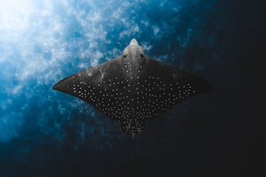 The Ray