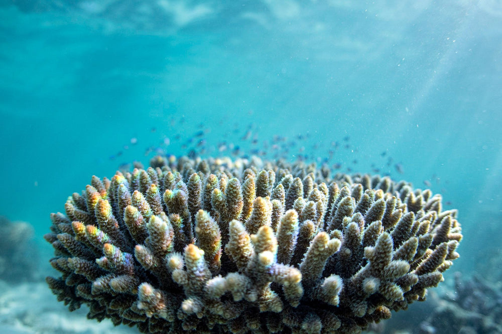 The Reef on fine art paper, framed in dark oak