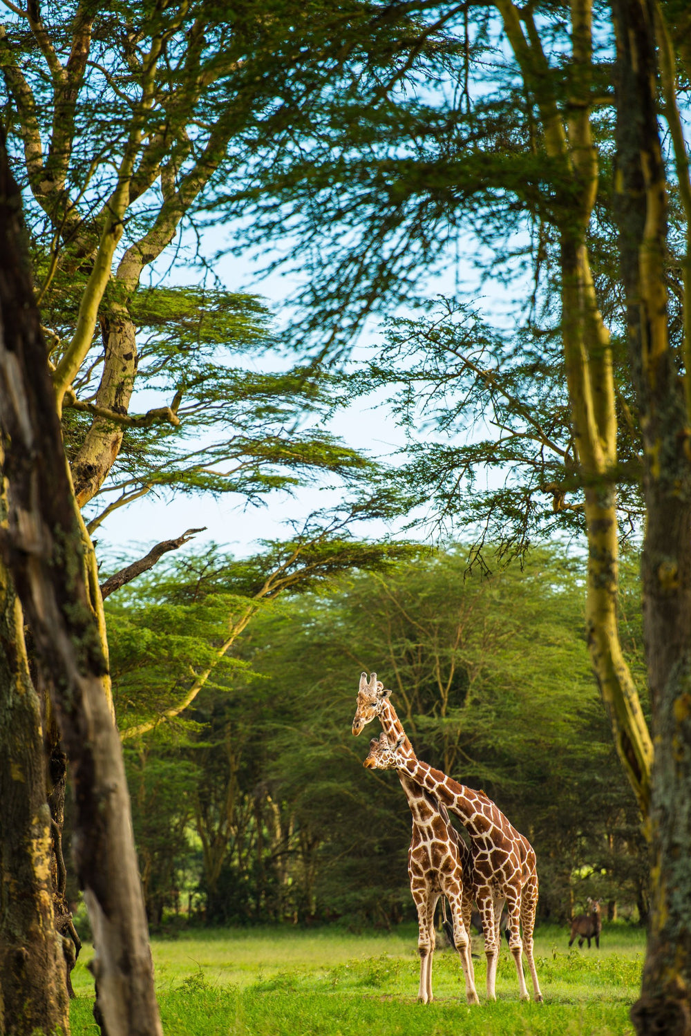 The Reticulated Giraffe on fine art paper, framed in dark oak