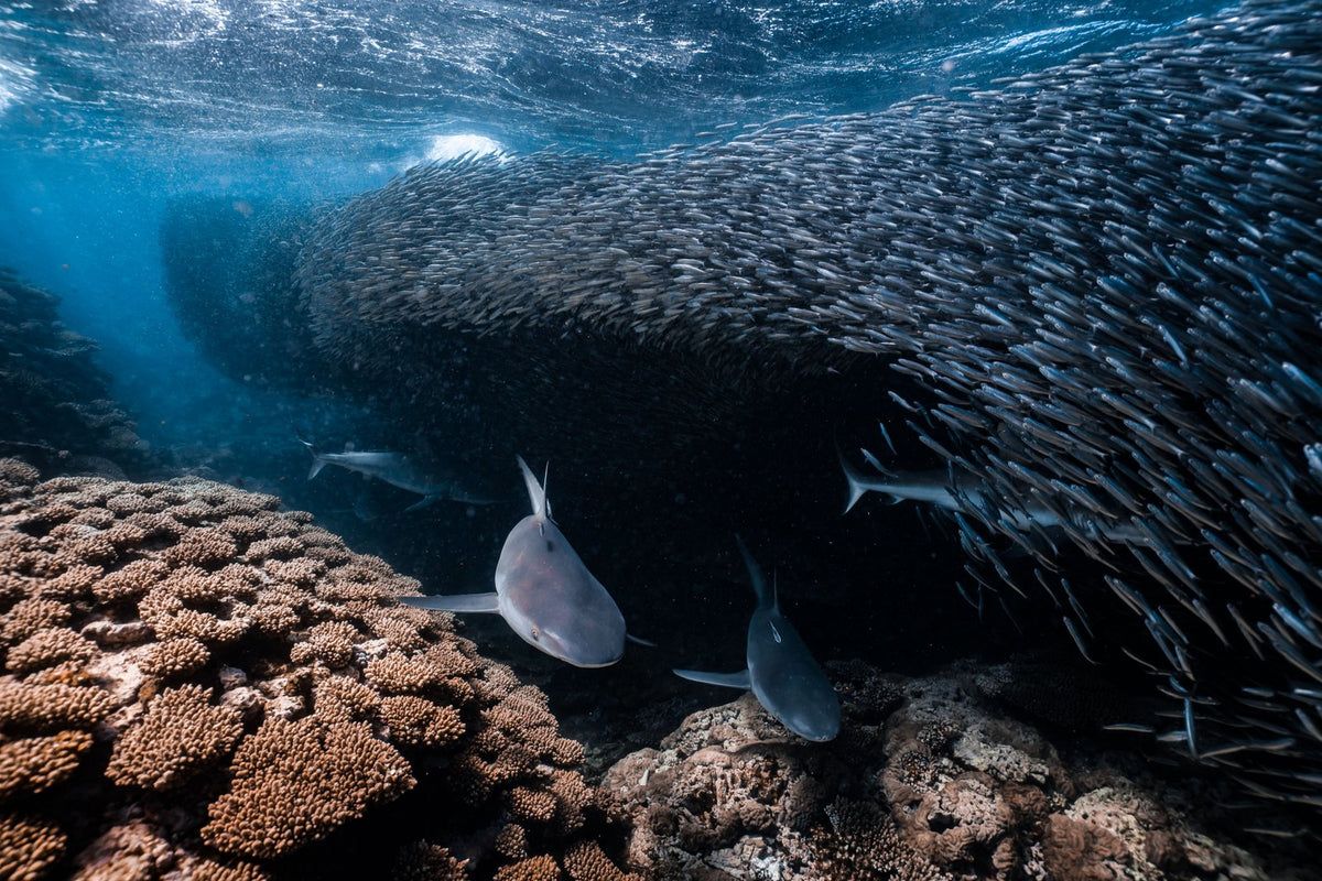The Shark Alley