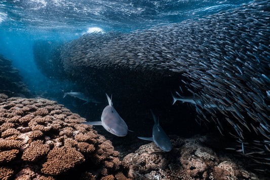 Daniel Nicholson - The Shark Alley - GeoChange