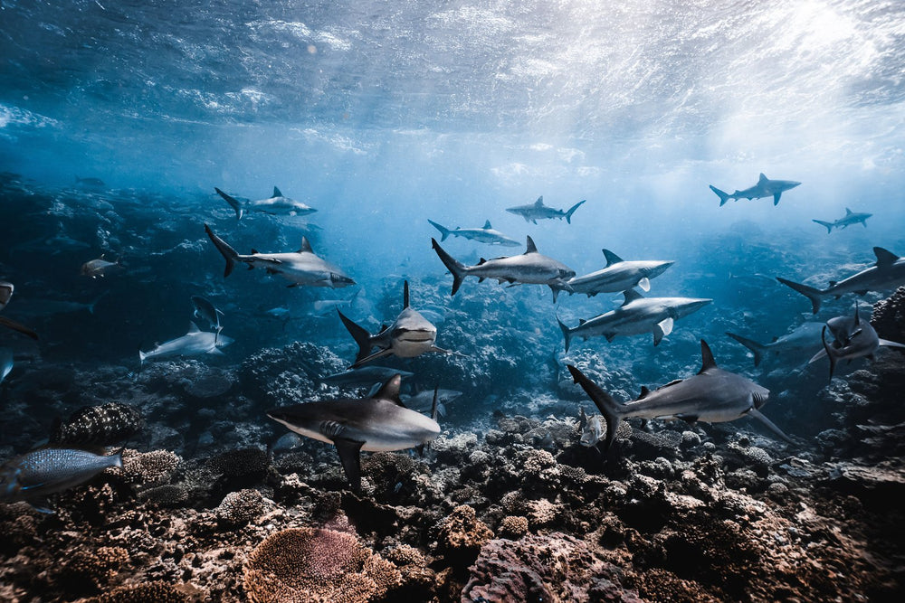 The Shark Paradise on fine art paper, framed in dark oak