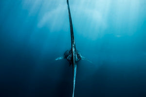 The Shark Tail