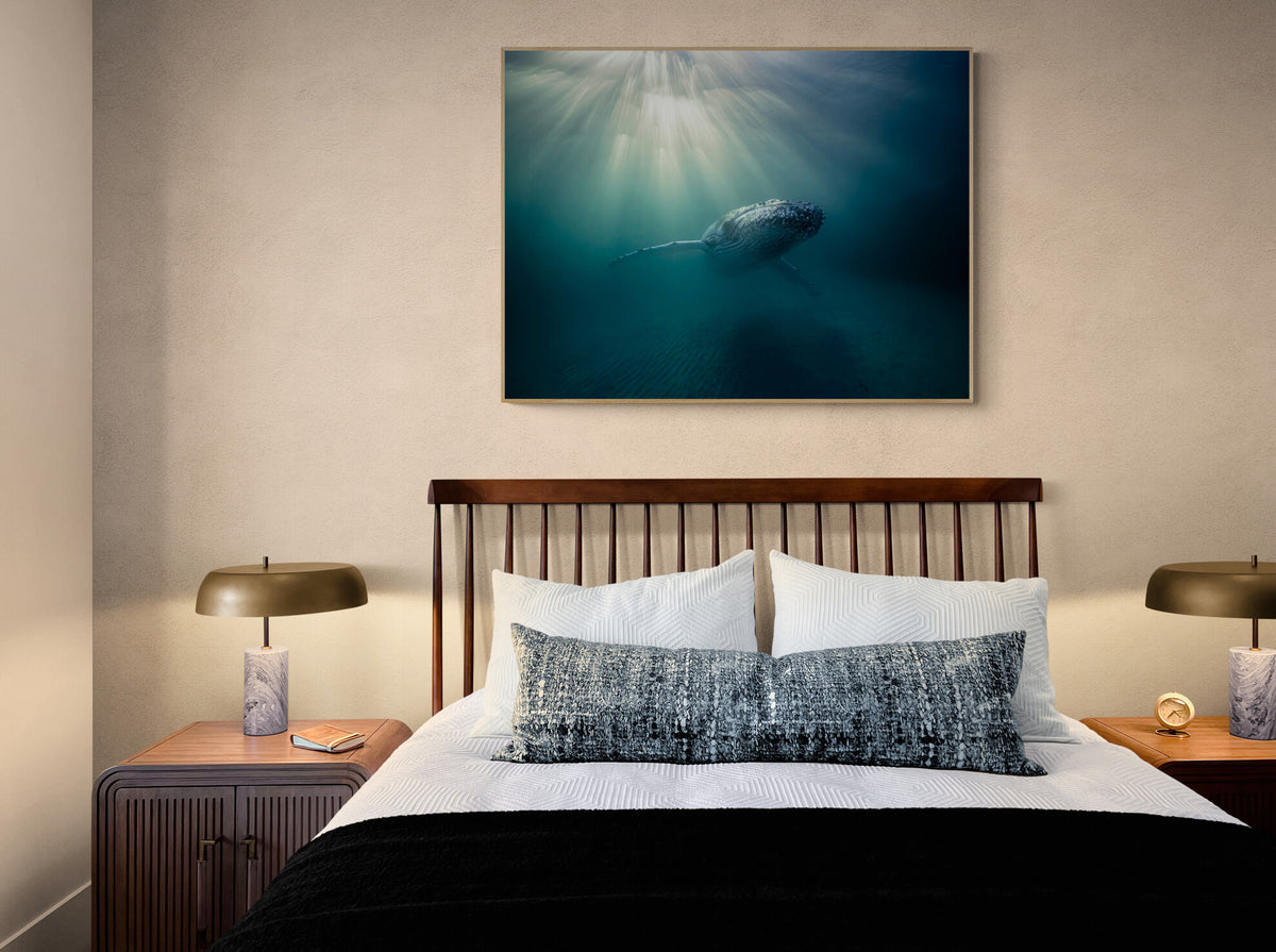Humpback whale art print — The Sunray by Anouska Freedman — view 2 in a room