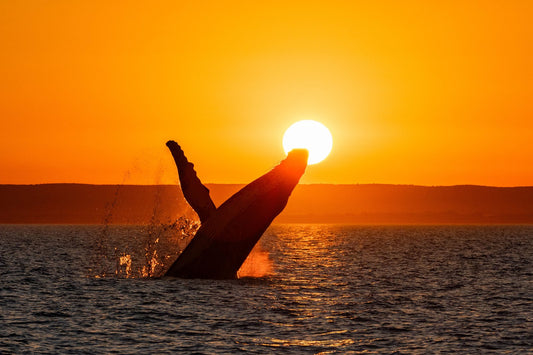 In-room photo of "The Sunset Wave," an artwork by Ollie Clarke.