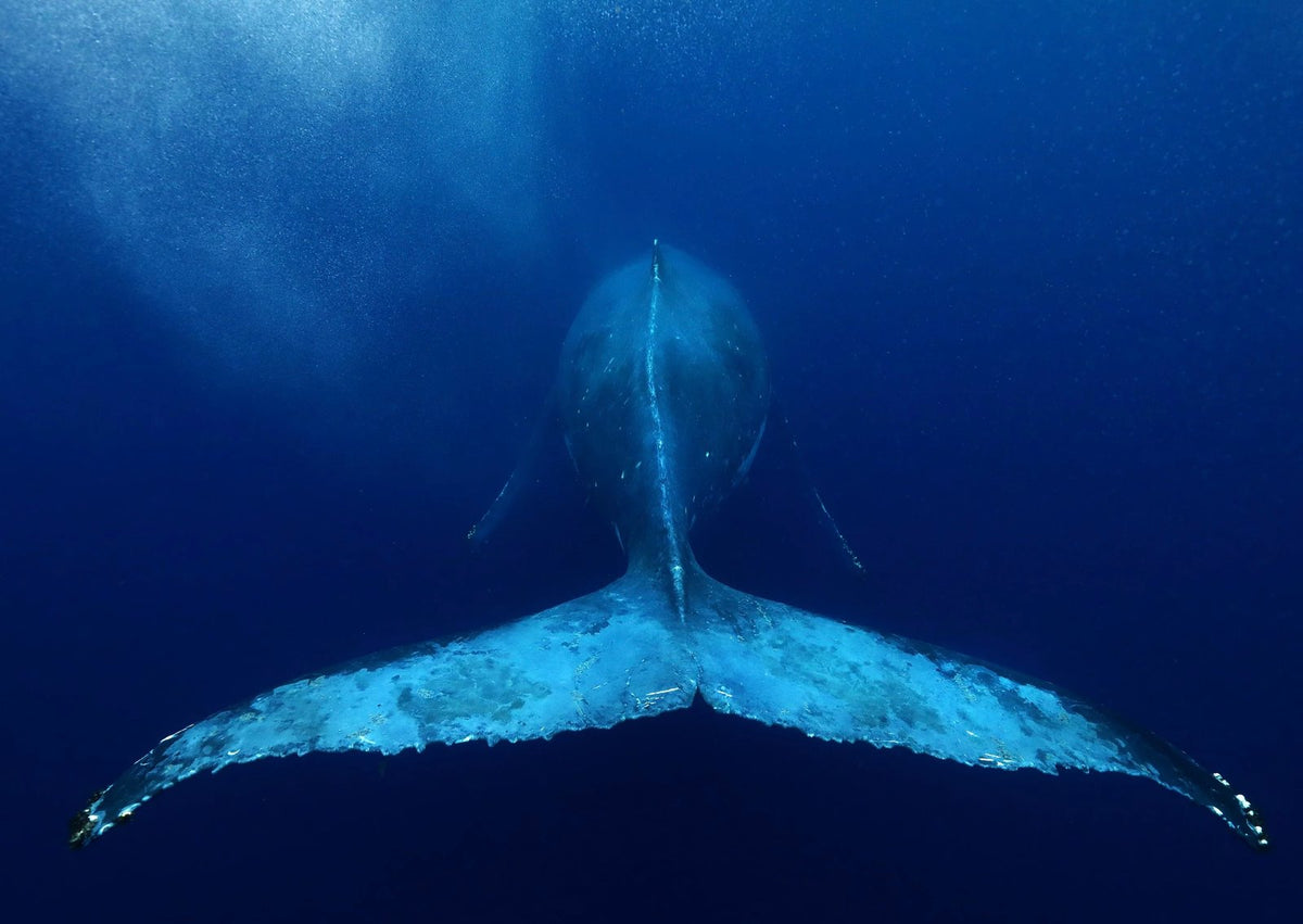 The Tail