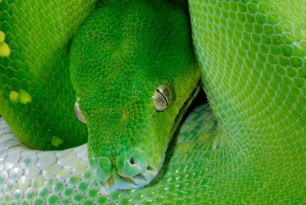 The Tree Python on fine art paper, framed in dark oak