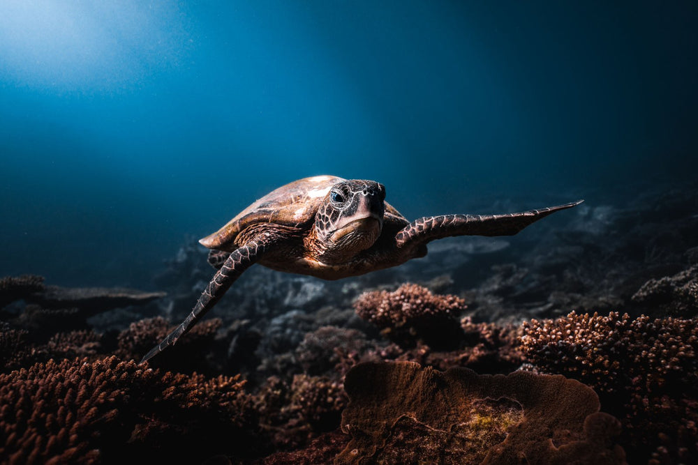 The Turtle Cruise on fine art paper, framed in dark oak