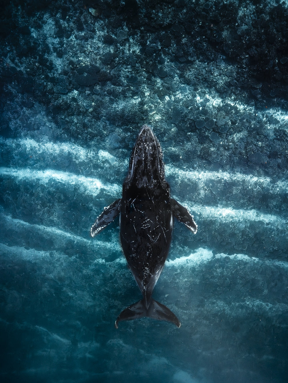 The Whale on fine art paper, framed in dark oak