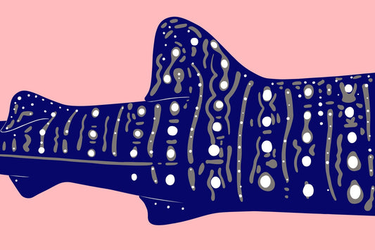 The Whale Shark