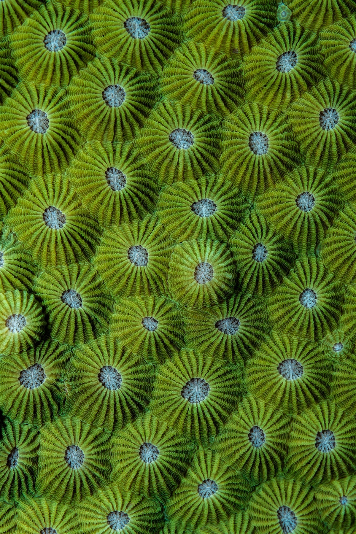 The Wonder, up close