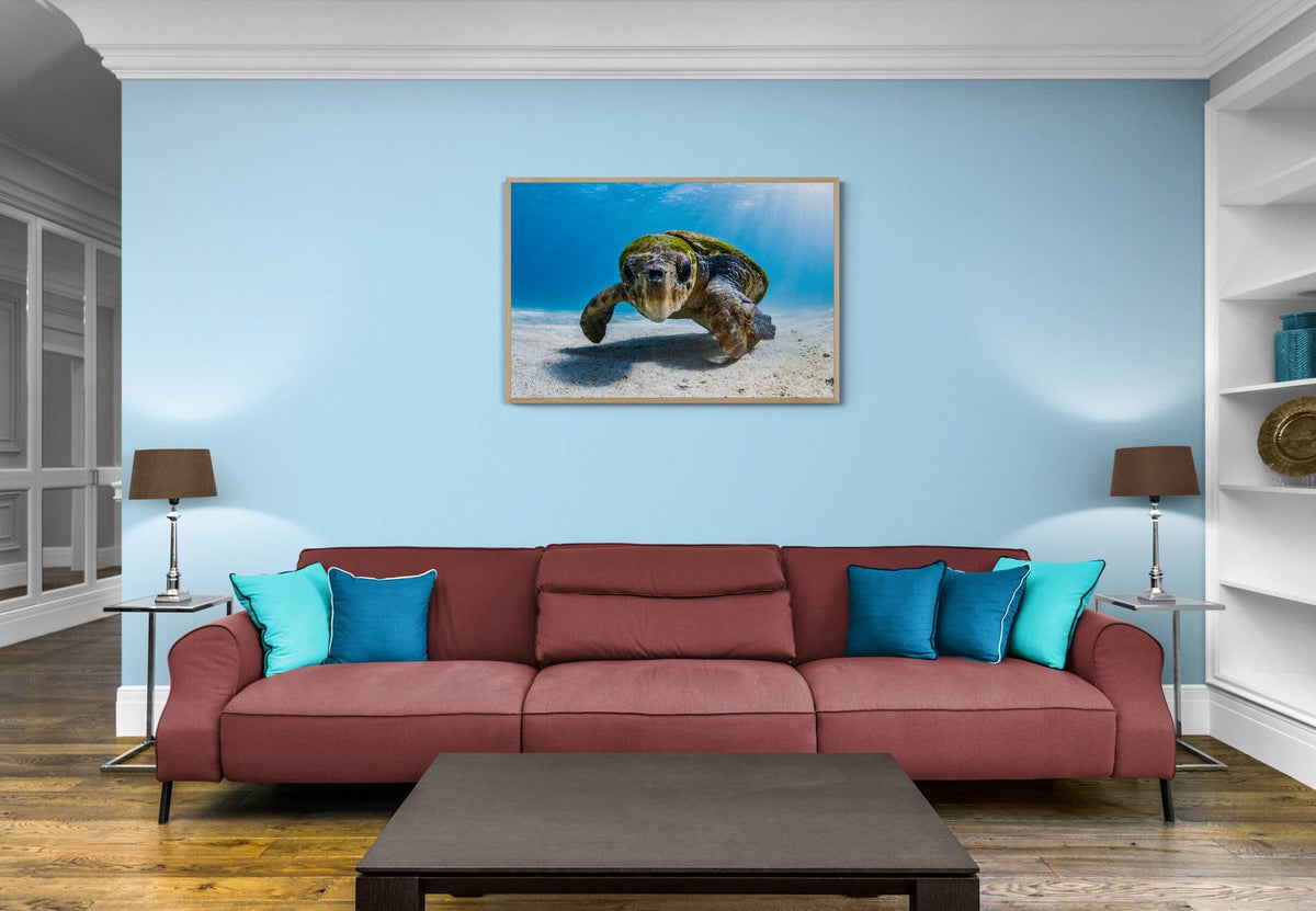 Sea turtle art print — The Wonderful by Jake Wilton — view 3 in a room