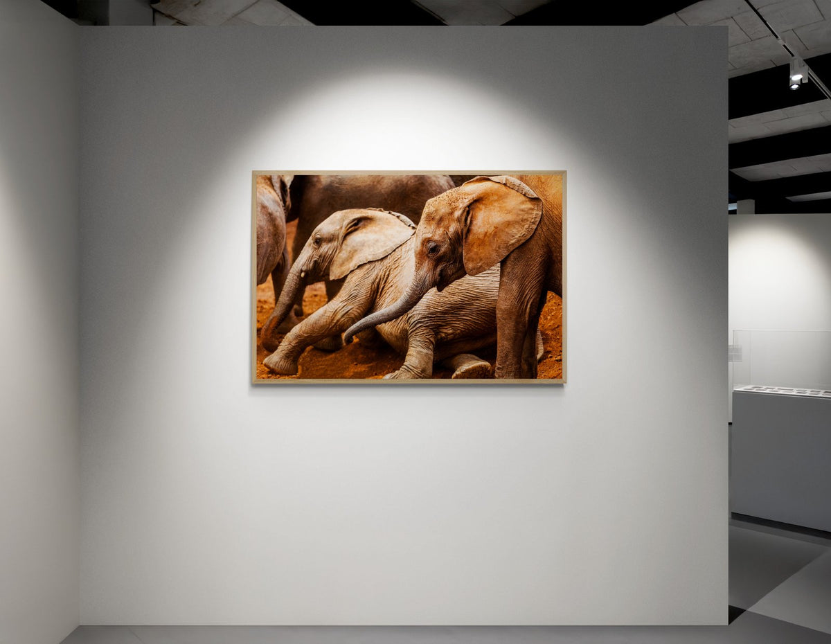 Elephant art print — The Youth by Paul Hilton — view 2 in a room