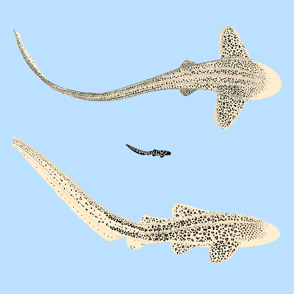 The Zebra Shark on fine art paper, framed in dark oak