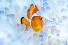 A clownfish in bleached coral. Brooke Pyke - The Bleached - GeoChange